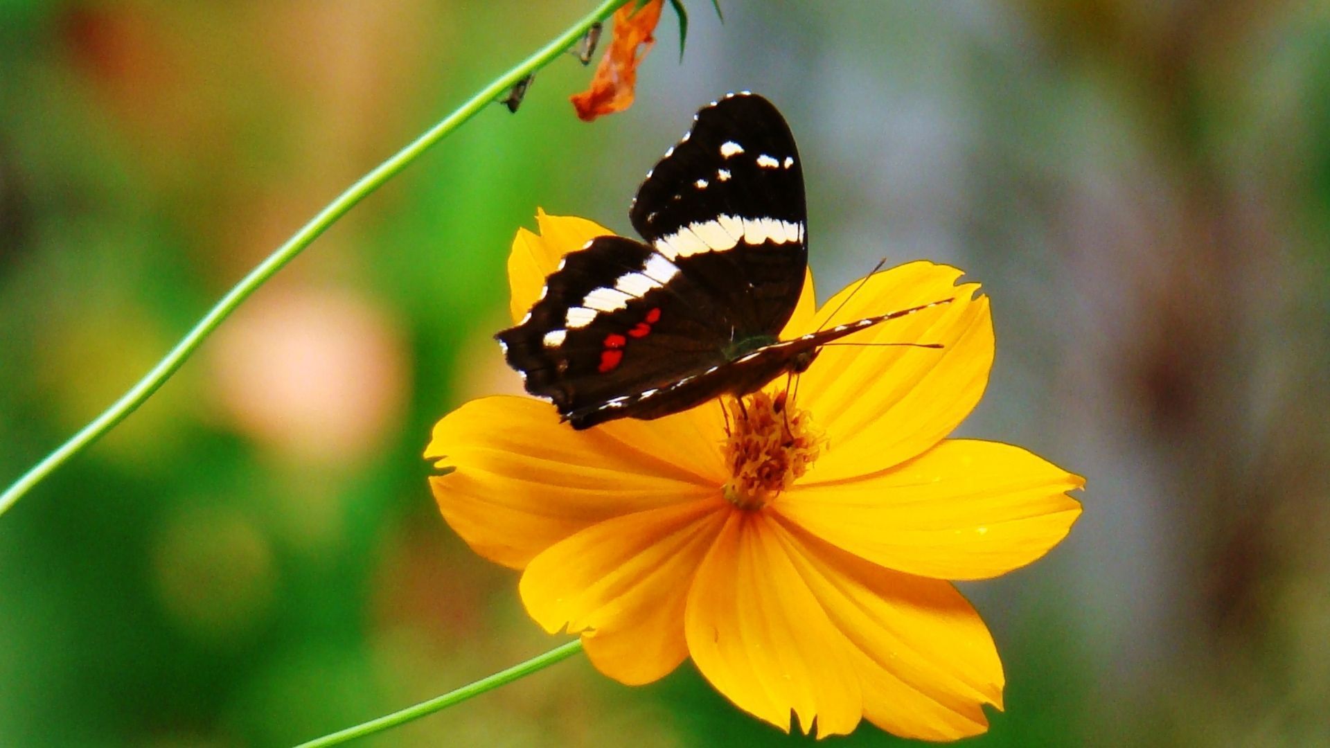 Jozani Forest + Butterfly Centre