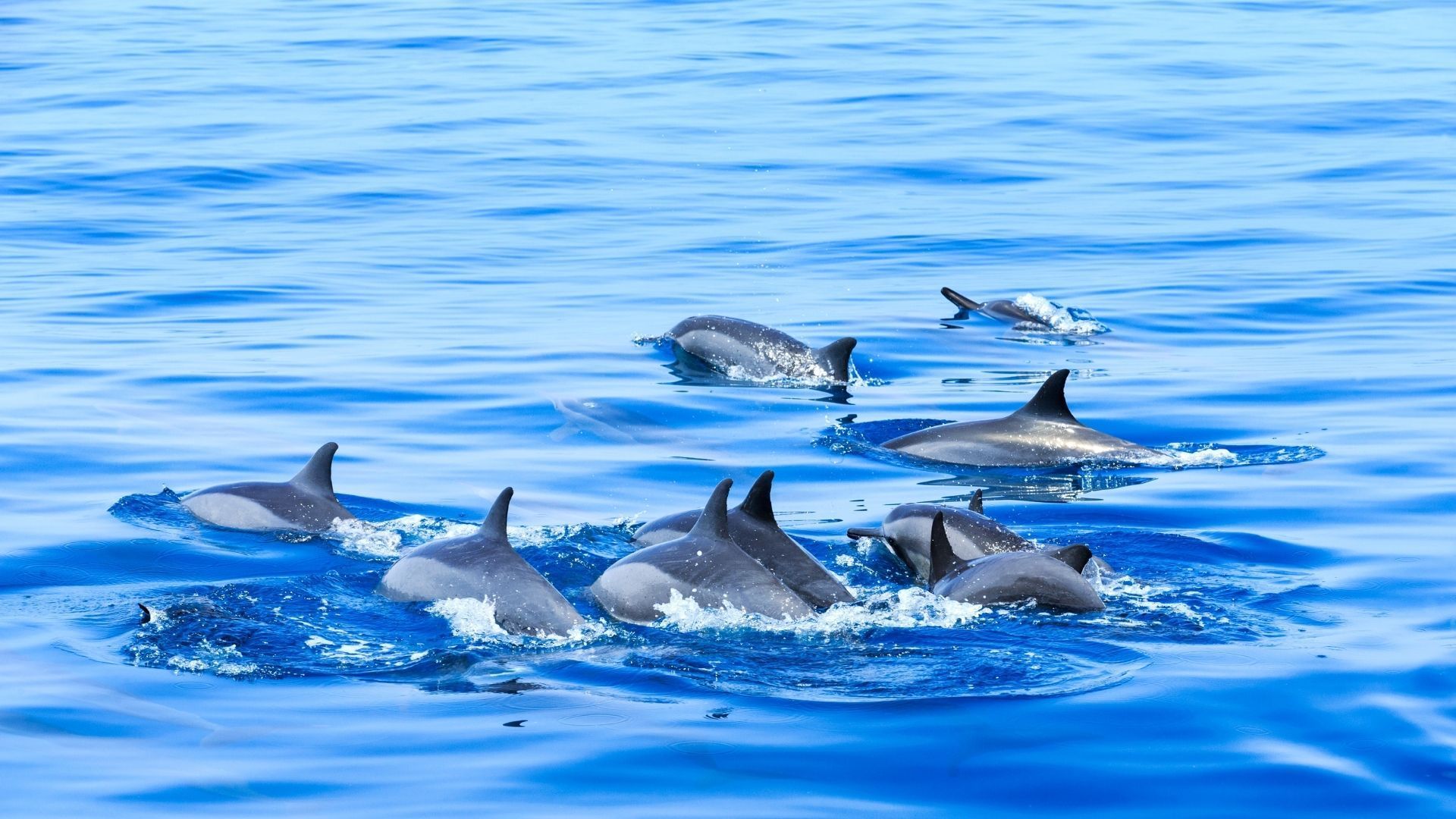Dolphins Tour