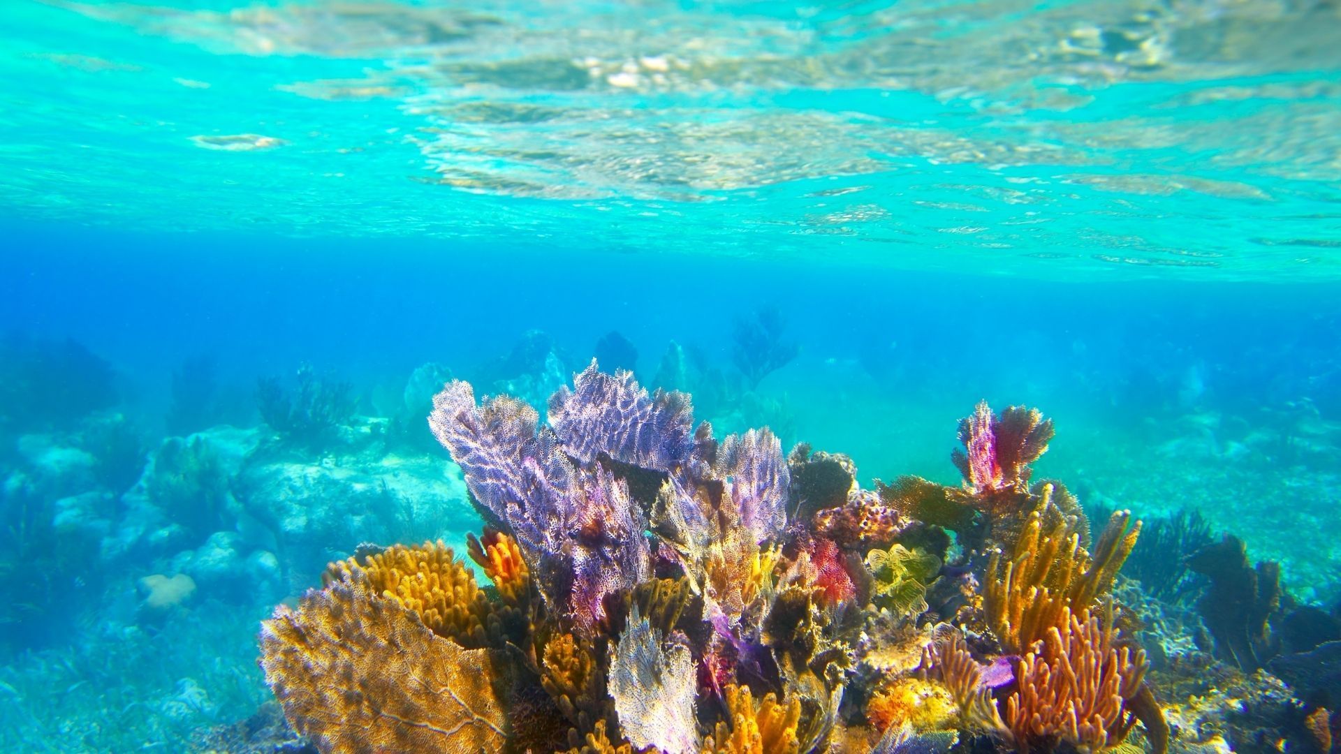Mnemba Island Snorkeling 