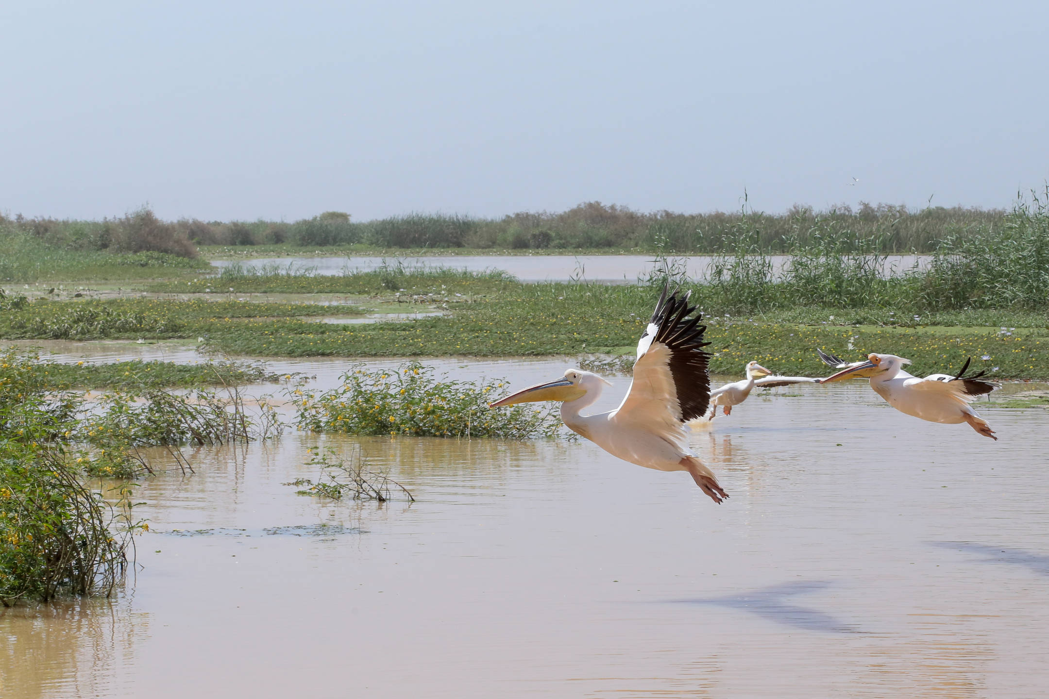 Saloum Islands